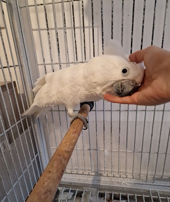 Paun, Weißhaubenkakadu Jungtier - unbekannt