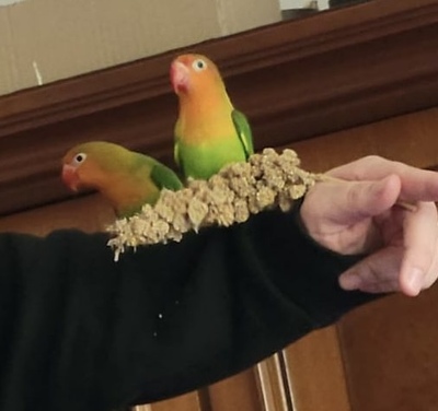 Peach und Kiwi, Pfirsichköpfchen Jungtier - unbekannt