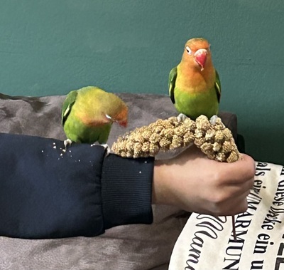Peach und Kiwi, Pfirsichköpfchen Jungtier - unbekannt