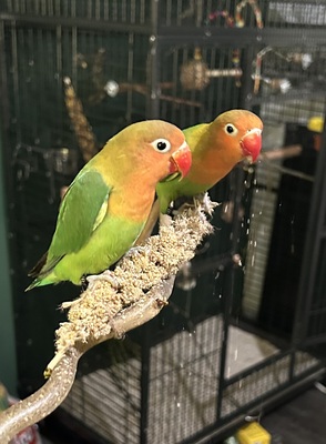 Peach und Kiwi, Pfirsichköpfchen Jungtier - unbekannt