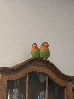 Peach und Kiwi, Pfirsichköpfchen Jungtier - unbekannt