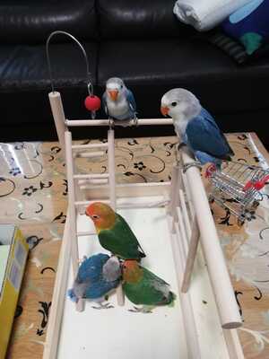 Pfirsichköpfchen Jungtier - unbekannt