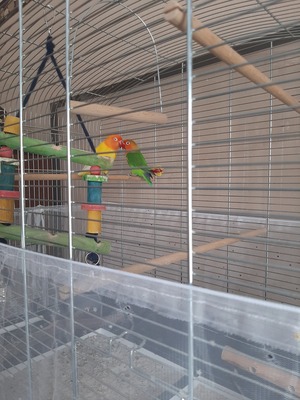 Pfirsichköpfchen - männlich