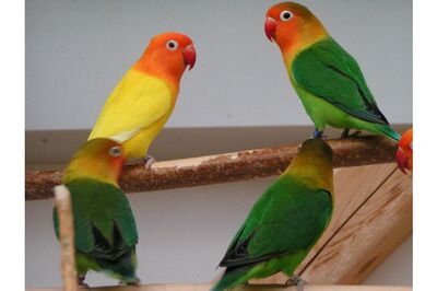 Pfirsichköpfchen - unbekannt