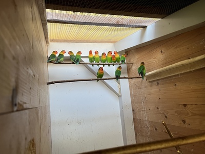 Pfirsichköpfchen - unbekannt