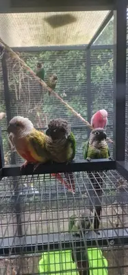 Pyrrhura molinae, Argentinien Grünwangen-Rotschwanzsittich - männlich