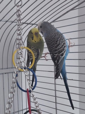 Romeo und Julia, Wellensittich - männlich