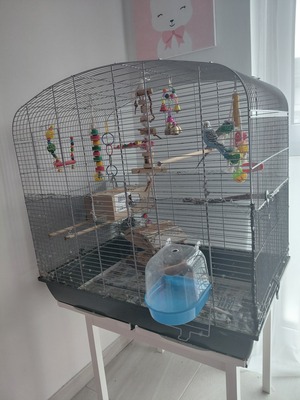 Romeo und Julia, Wellensittich - männlich