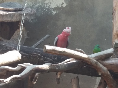 Rosakakadu, Rosakakadu - männlich