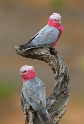 Rosakakadu, Rosakakadu - männlich