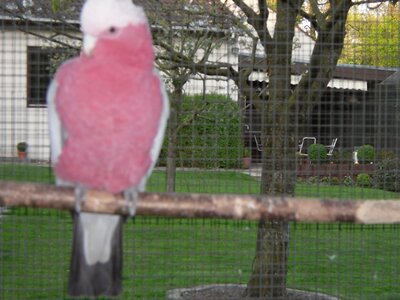 Rosakakadu - männlich