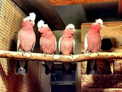 Rosakakadu - weiblich