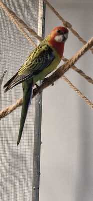 Rosellas Jungtier - weiblich