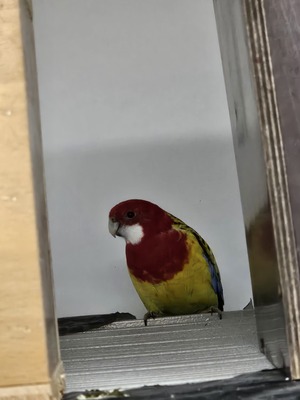 Rosellas Jungtier - weiblich