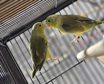 Rosellas Jungtier - weiblich