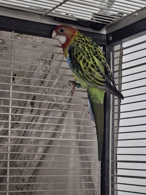 Rosellas Jungtier - weiblich