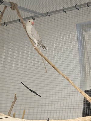 Rosellas Jungtier - weiblich