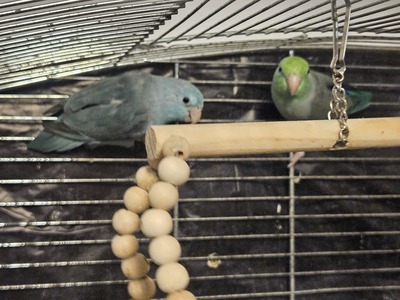 Rosellas Jungtier - weiblich