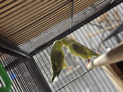 Rosellas Jungtier - weiblich