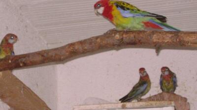 Rosellas, Prachtrosella Jungtier - unbekannt