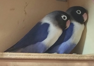 Rußköpfchen - unbekannt