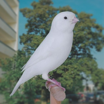 SUCHE rezessiv weißen Kanarienvogel, Farbkanarien Jungtier - männlich 1