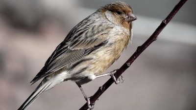 SUCHE weiblichen braunen Kanarienvogel, Farbkanarien Jungtier - weiblich 1