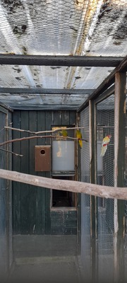 Schmucksittich, Schmucksittich - unbekannt