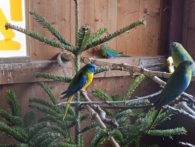 Schönsittich - unbekannt