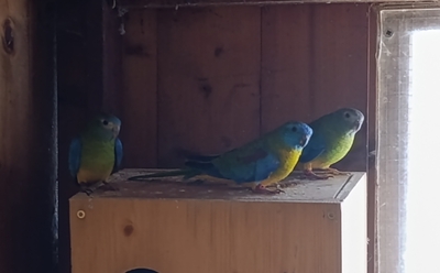 Schönsittich - unbekannt