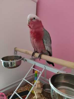 Scubi, Rosakakadu - männlich