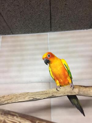 Sonnensittich - männlich