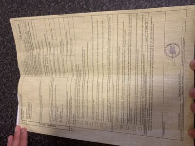 Stoor, Graupapagei - unbekannt