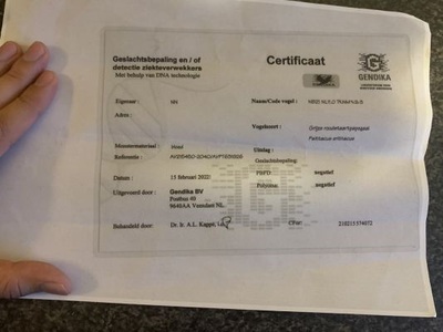 Stoor, Graupapagei - unbekannt