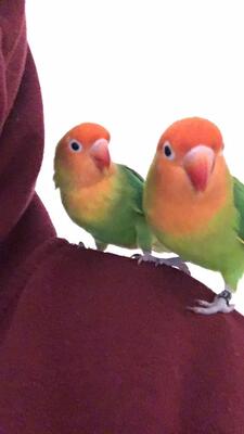 Tatosch, Pirrpirr, Pfirsichköpfchen - unbekannt