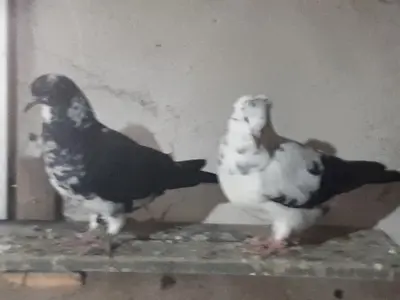Tauben Jungtier - männlich