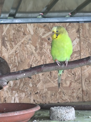 Wellensittich Jungtier - unbekannt