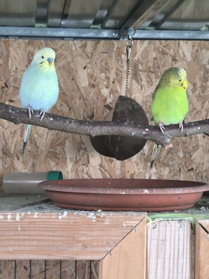 Wellensittich Jungtier - unbekannt