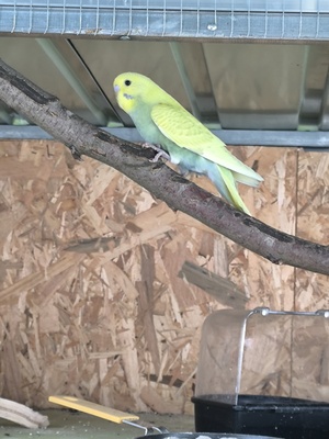 Wellensittich Jungtier - unbekannt