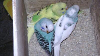 Wellensittich, Wellensittich Jungtier - unbekannt