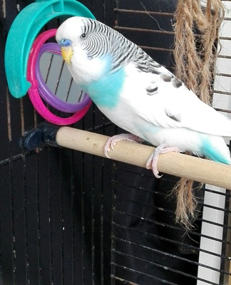 Wellensittich - männlich