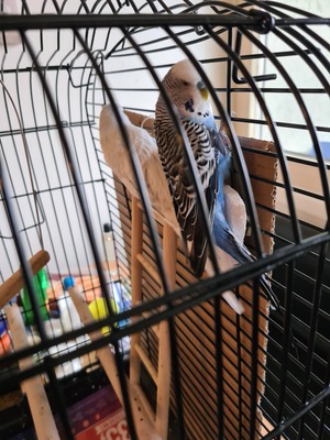 Wellensittich - männlich