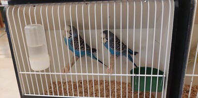 Wellensittich - männlich