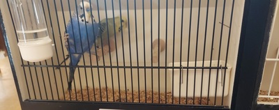 Wellensittich - männlich