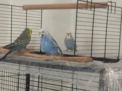 Wellensittich - männlich