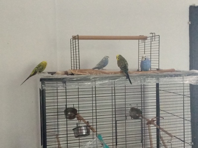 Wellensittich - männlich