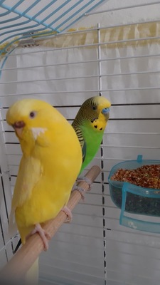 Wellensittich - unbekannt