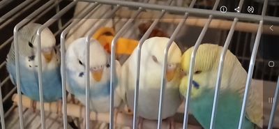 Wellensittich - unbekannt