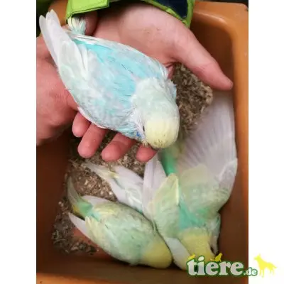 Wellensittiche Standard-Farben, Rainbows junge-ältere Tel.Anfrage, Wellensittich Jungtier - unbekannt
