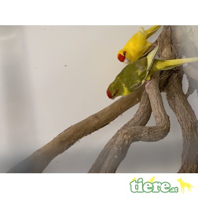 Ziegensittich Pärchen, Ziegensittich - männlich